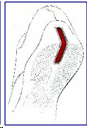 znak towarowy pozycyjny tylna część buta